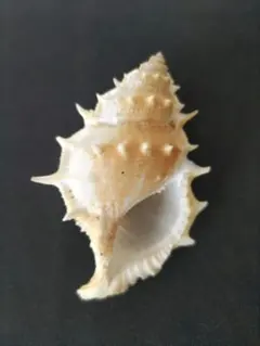 モヨウカヤノミガイ 貝殻 モヨウカヤノミガイ 貝殻 - メルカリ