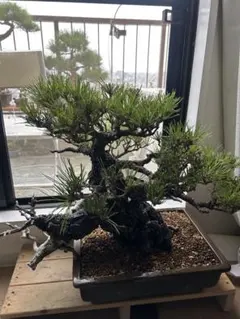 すり鉢 紀州真柏 購入から50年 古木 ねじれた幹の盆栽 送料無料 BONSAI