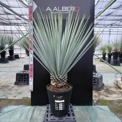 2026年最新】ユッカ リギダの人気アイテム - メルカリ