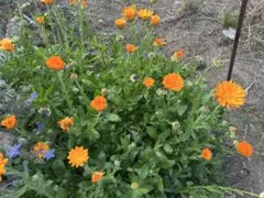 キンセンカ　食用　エディブルフラワー　種　30粒