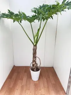 フィロデンドロン セローム 大株 古株 黒肌 根上り 塊根植物 - メルカリ