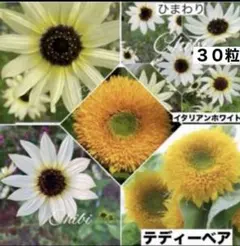 ❤️珍しいひまわり ☆イタリアンホワイト種 ３０粒➕テディーベアー種10粒以上