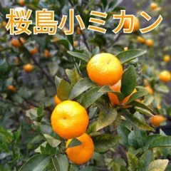 2026年最新】桜島小みかん苗木の人気アイテム - メルカリ