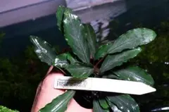 Bucephalandra sp. Deep purple 【AZ0819-4】 - メルカリ