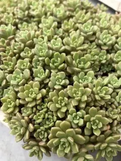 多肉植物 スプリングワンダー×銀天女 5カット - メルカリ