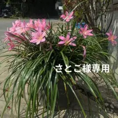 さとこ様専用です