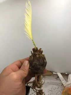 2026年最新】ソテツ 苗の人気アイテム - メルカリ