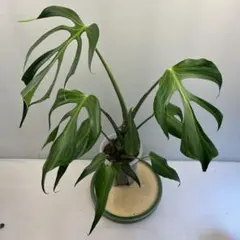 2026年最新】観葉植物 モンステラ・ポトスの人気アイテム - メルカリ