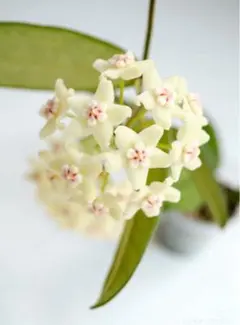 夏セール　レア　ホヤ　Hoya aeschynanthoides サクララン 夏セール レア ホヤ Hoya aeschynanthoides サクララン - メルカリ