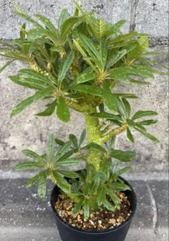 アデニウム オベスム 特大株 塊根植物 抜き苗発送 - メルカリ