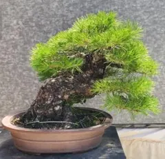 大品 令和8年6月10日撮影 盆栽 黒松 幹肌の荒々しい古木 - メルカリ