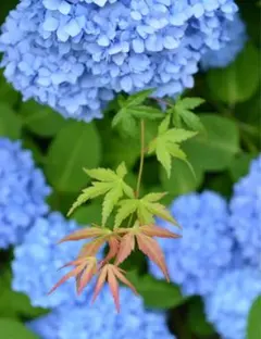 ふくろうさま★専用ページ