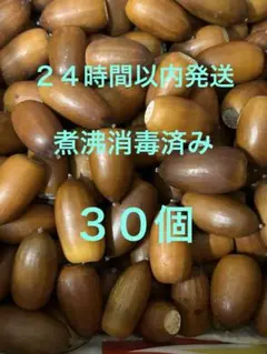 どんぐり　３０個