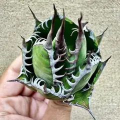 2026年最新】アガベ ホリダの人気アイテム - メルカリ