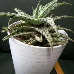 多肉植物 サンスベリア 、抜き苗のサムネイル