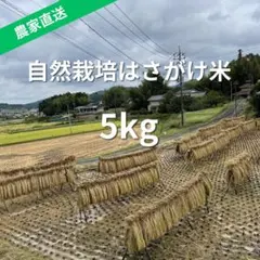 【令和7年産】農家直送 自然栽培 はざかけ米 30kg 令和7年産】農家直送 自然栽培 はざかけ米 30kg - メルカリ