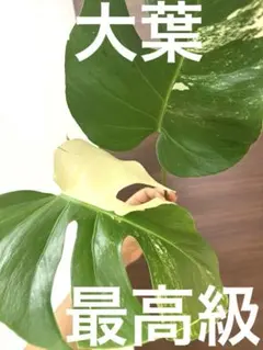 あつこ ホワイトタイガー鉢1鉢と葉付き茎3株 あつこ様専用 ホワイトタイガー鉢1鉢と葉付き茎3株 - メルカリ