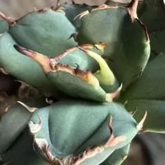 2026年最新】アガベ ノーネームの人気アイテム - メルカリ