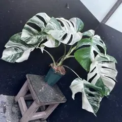 2026年最新】ホワイトタイガー モンステラの人気アイテム - メルカリ