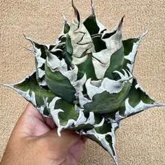Lj_plants】Z009アガベ チタノタ 白鯨 極上強棘株 - メルカリ