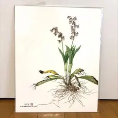 小磯良平/植物画・オオバナセツコク/サイン入り/額付 - メルカリ