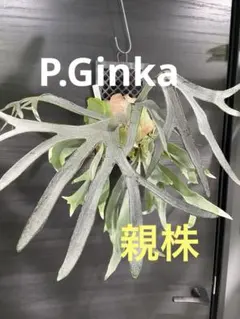 ビカクシダ ペガサス （P.Pegasus）コウモリラン - メルカリ