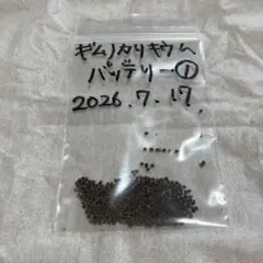 【期間限定】ギムノカリキウム　バッテリー種子①　たくさんのサムネイル