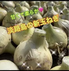 Yukki様専用★淡路島の新玉ねぎ★極早生★秀品★春一番★５kg★柔らか★甘い