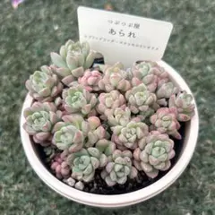 つぶつぶ屋さん　あられ　多肉植物　エケベリア