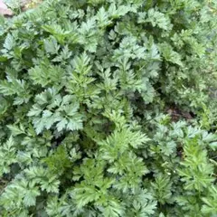 イタリアンパセリ　種　100個