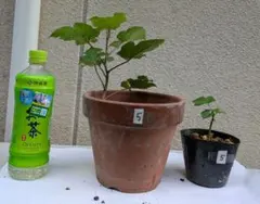 ウルトララズベリー 苗　⑤木苺苗