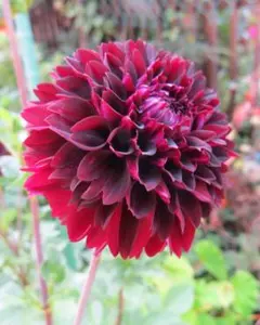 冬のリビエラ♫様 リクエスト 2点 まとめ商品