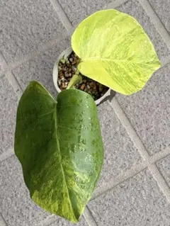 Aglaonema Cochin Original Variegated - メルカリ