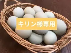 キリン様専用　青いたまごアローカナ平飼いたまご 48個