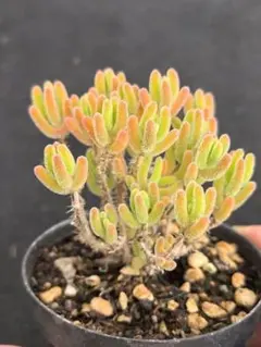 ドロサンテマム 氷晶 多肉植物 キラキラ レア 希少 アイスクリスタル