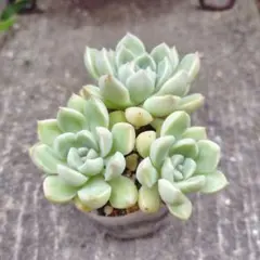 【多肉植物】おはな 抜き苗のサムネイル