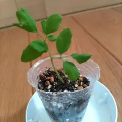 モリンガのサムネイル