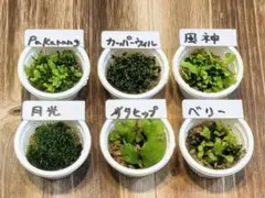 2026年最新】ビカクの人気アイテム - メルカリ