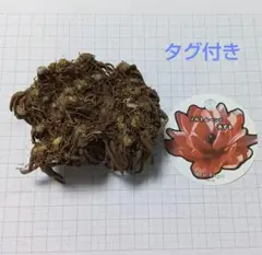 ラナンキュラス ソルトムーン　あずき　 球根　＊タグ付き＊のサムネイル