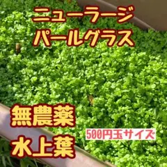ニューラージパールグラスSS級品 メルカリ便 - メルカリ