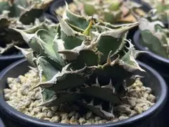 2026年最新】エクストラホワイトソーンの人気アイテム - メルカリ