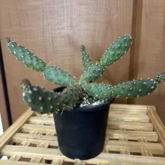 Opuntia fragilisHall Co Nebraska - メルカリ