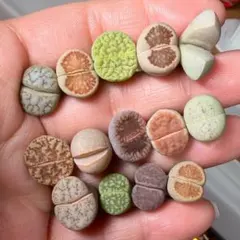 2025年最新】多肉植物 リトープスの人気アイテム - メルカリ