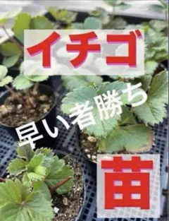 激甘 イチゴ大苗２株 農薬不使用 無肥料でも甘い！苺 いちご