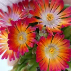 優飛mama様 リクエスト 4点 まとめ商品