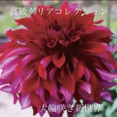 9、カフェオレイ 球根 超希少 ダリア 超小球根 - メルカリ