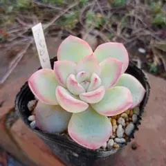 2026年最新】アマビレの人気アイテム - メルカリ