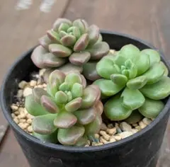 多肉植物　桜のしずくカット苗