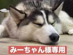【みーちゃん様専用】クラウディアシャツのサムネイル