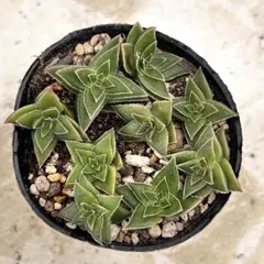 2025年最新】多肉植物錦の人気アイテム - メルカリ